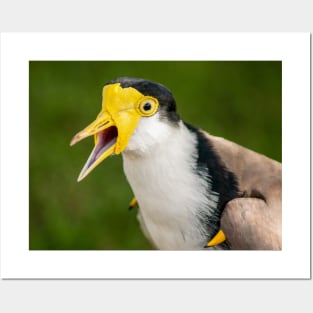 Australian Masked Lapwing (Plover) Posters and Art